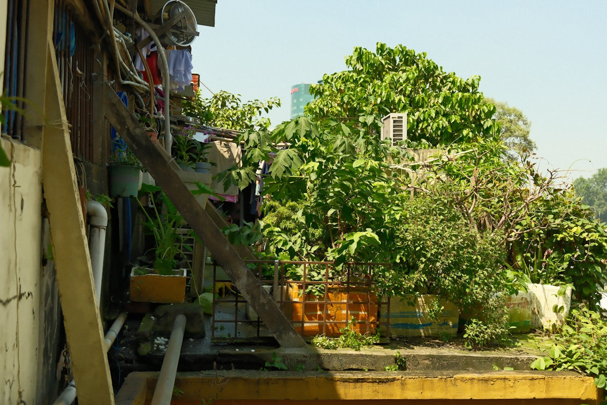 Lush green plants and an air conditioner on a rooftop.