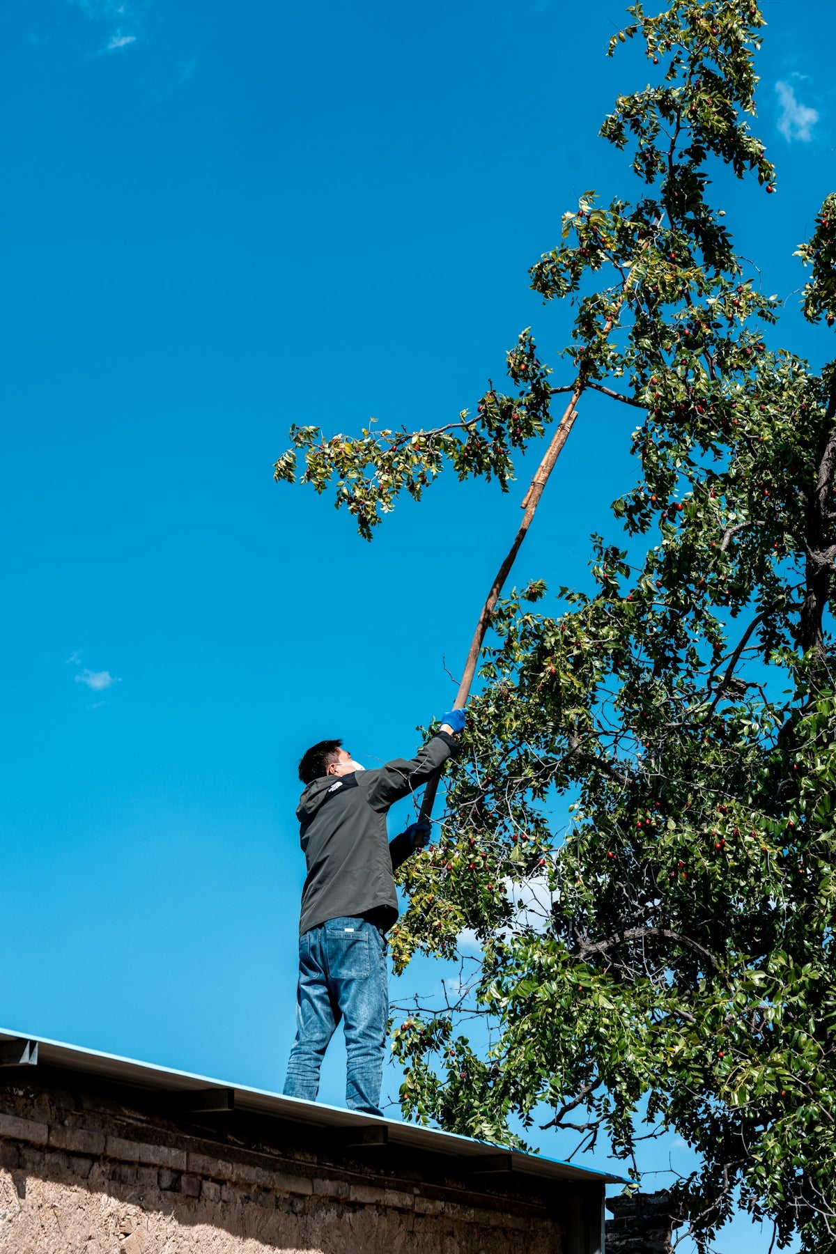 Man on roof trimming tree branches with pole saw