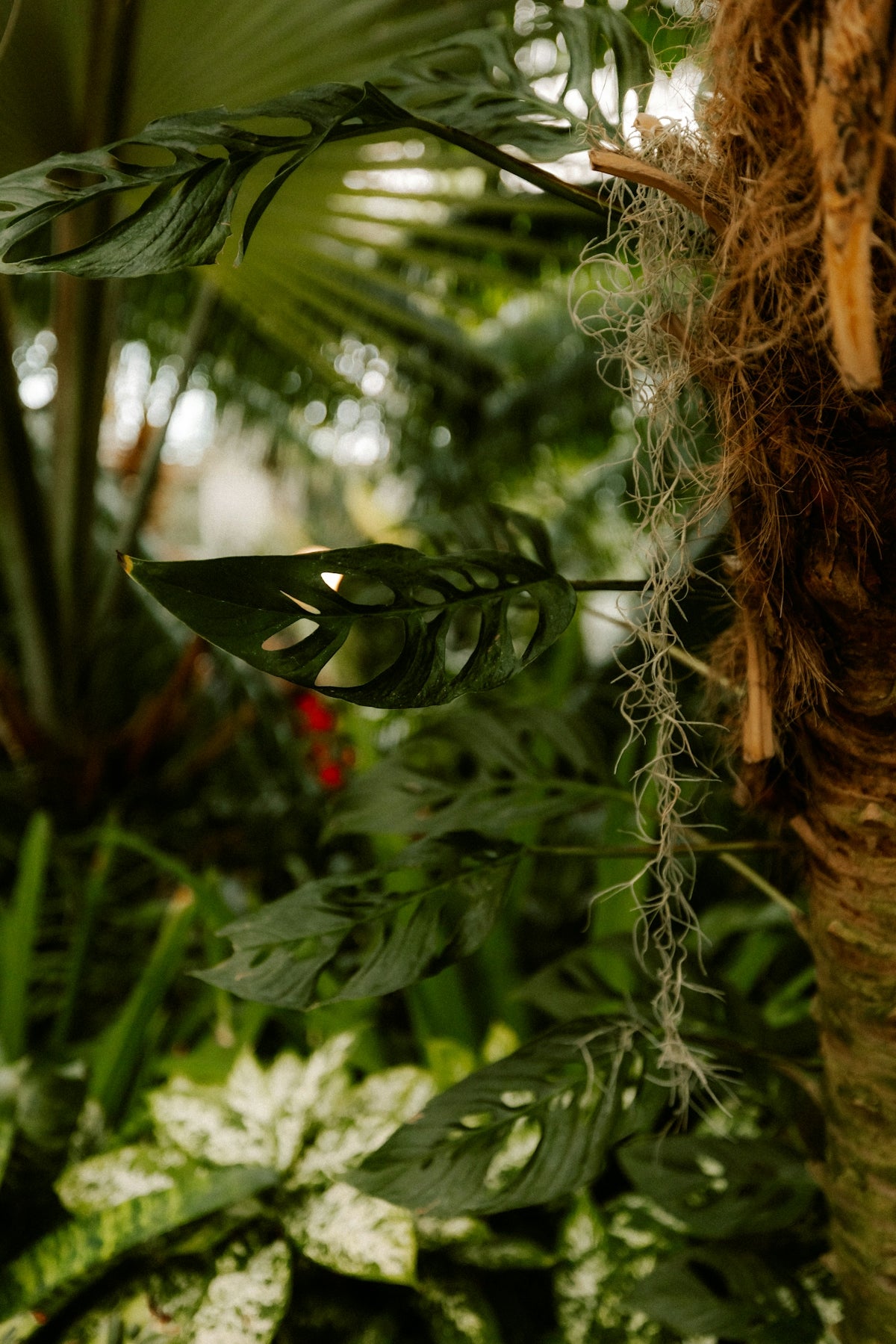 Lush green foliage with hanging spanish moss.