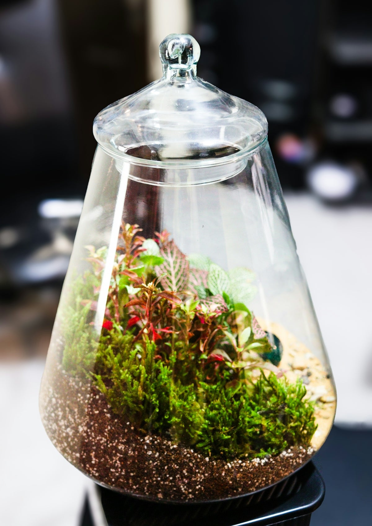 A small terrarium with plants and moss inside glass.