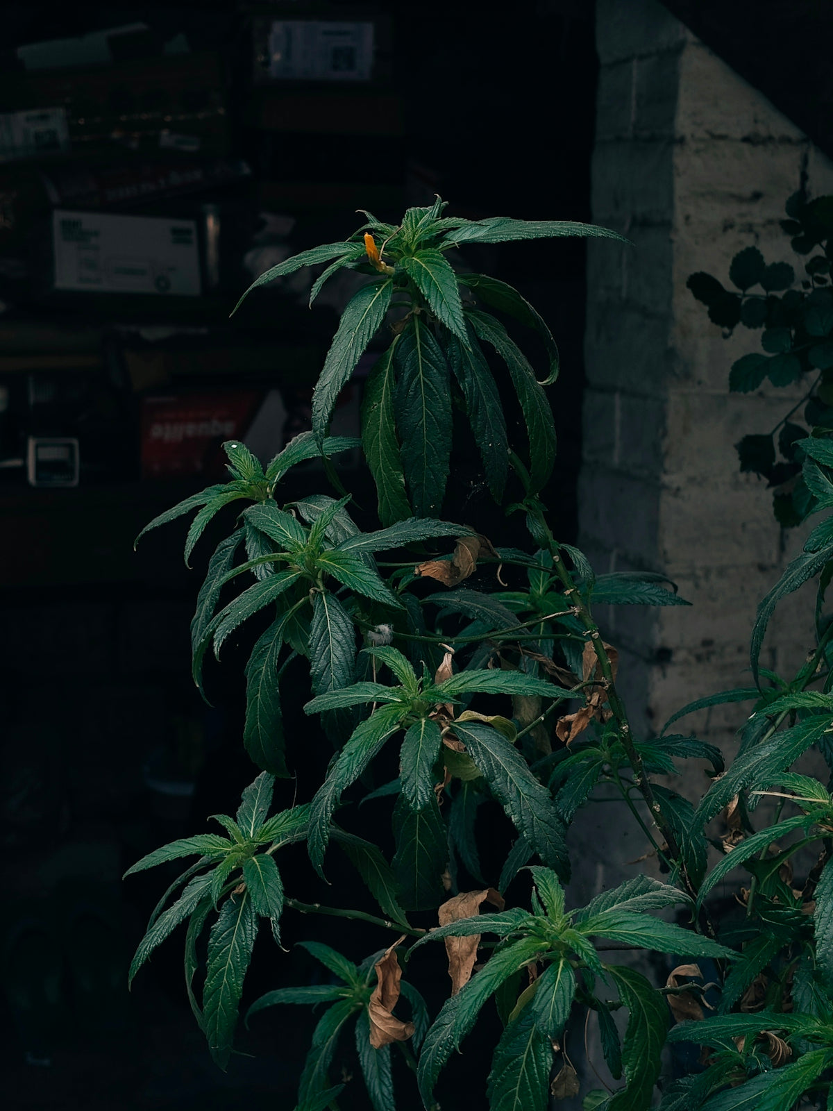 A tall green plant with orange flowers outdoors.