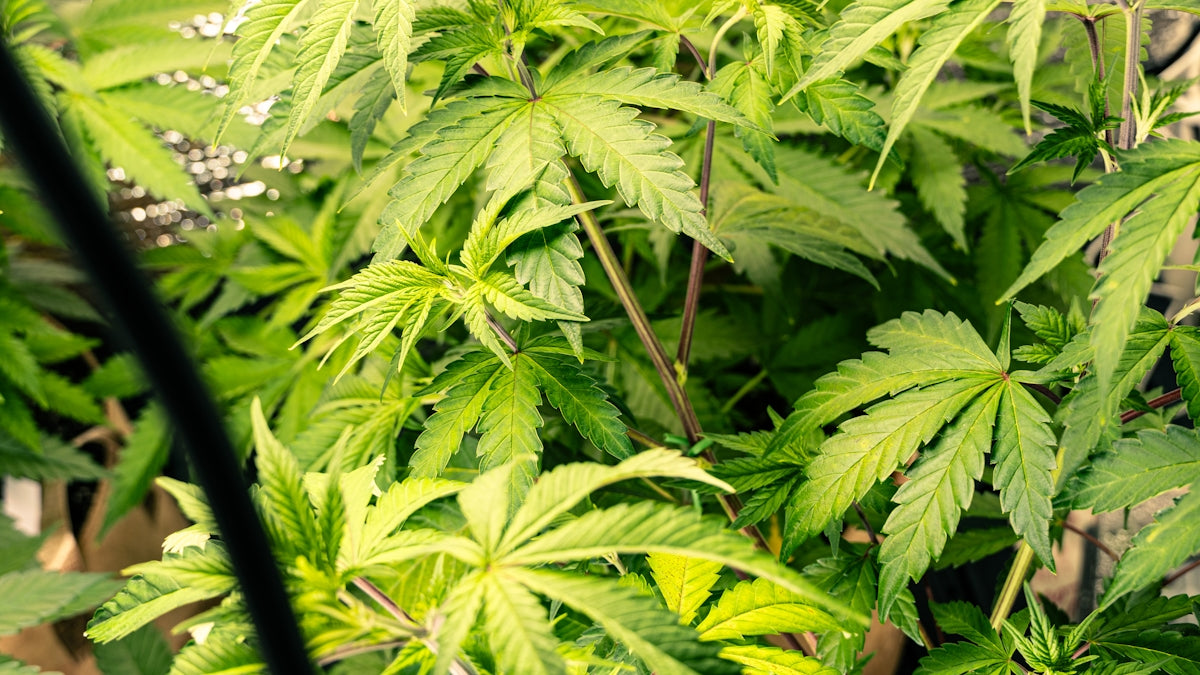 Green cannabis plants growing indoors under artificial light.
