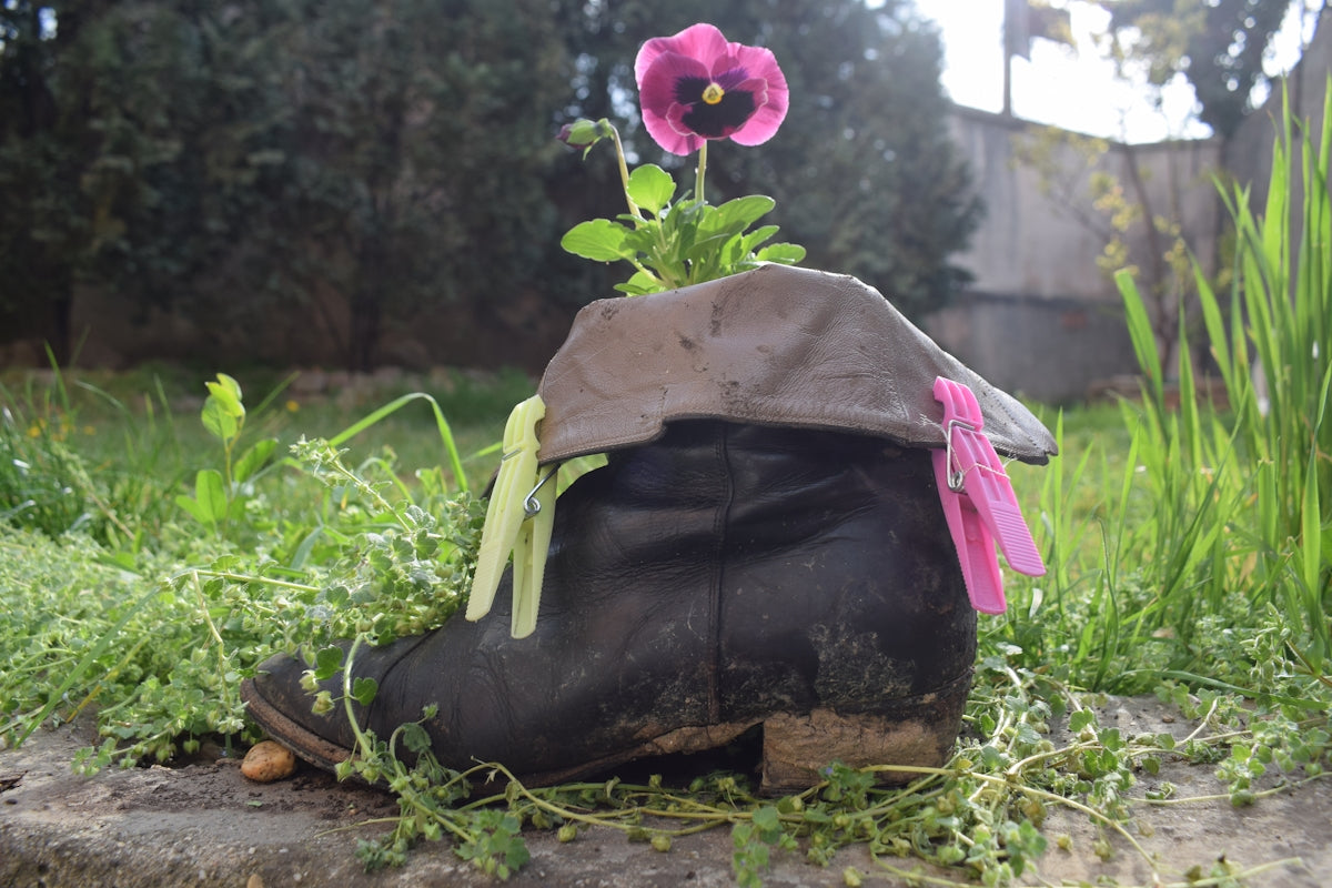A single flower grows from an old boot planter.