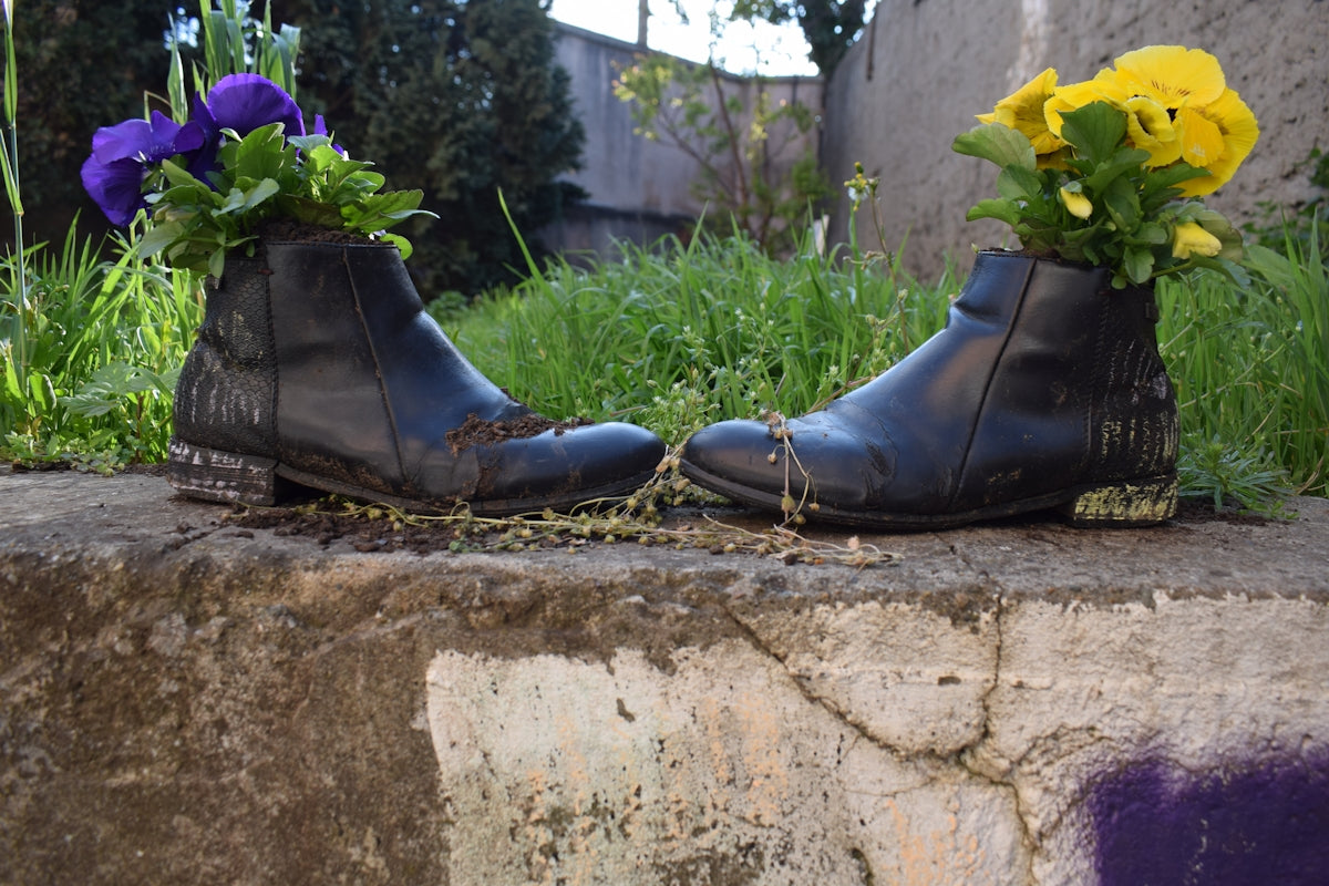 Two old boots repurposed as planters for flowers.