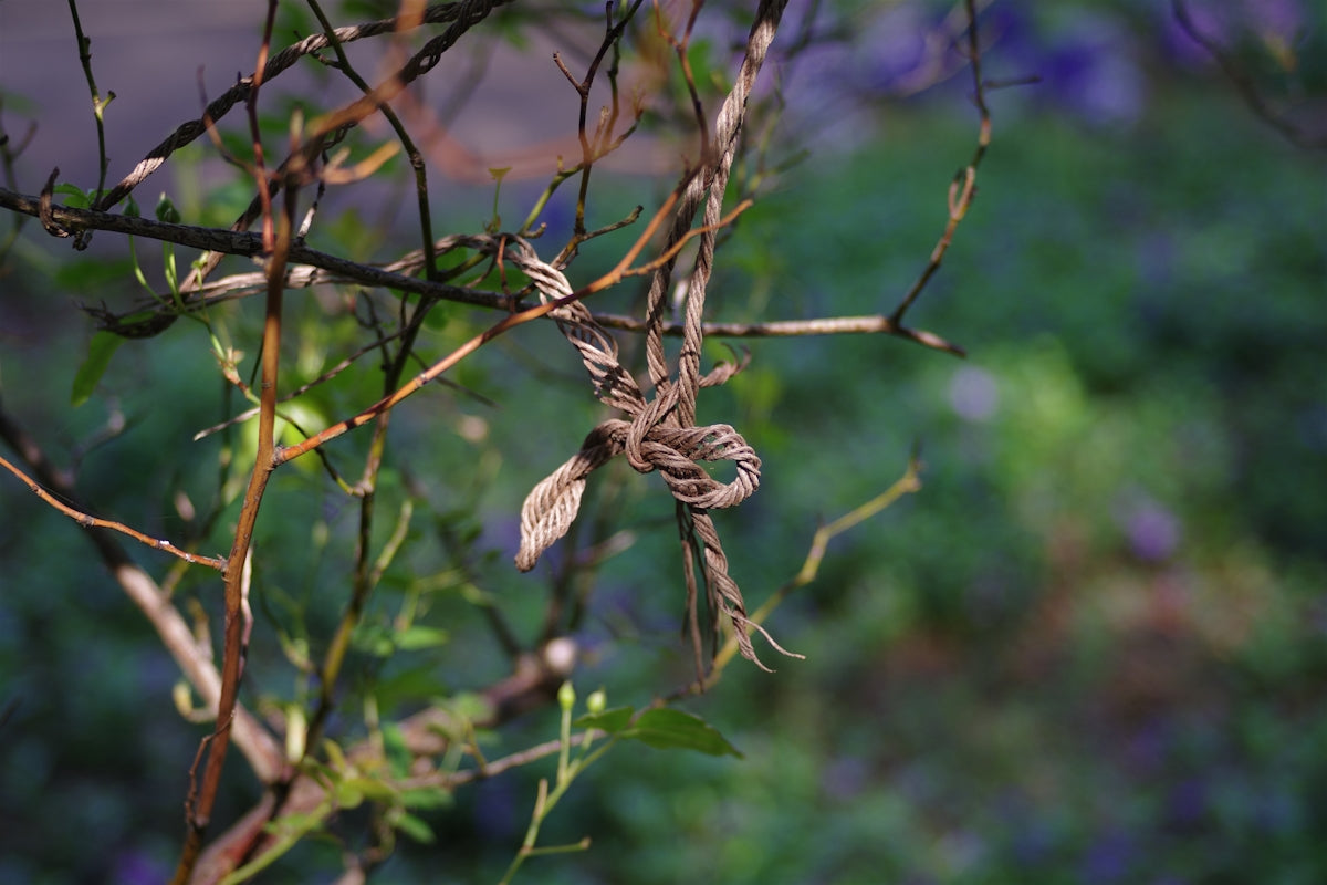Close-up of dry branches intertwined with a leaf.