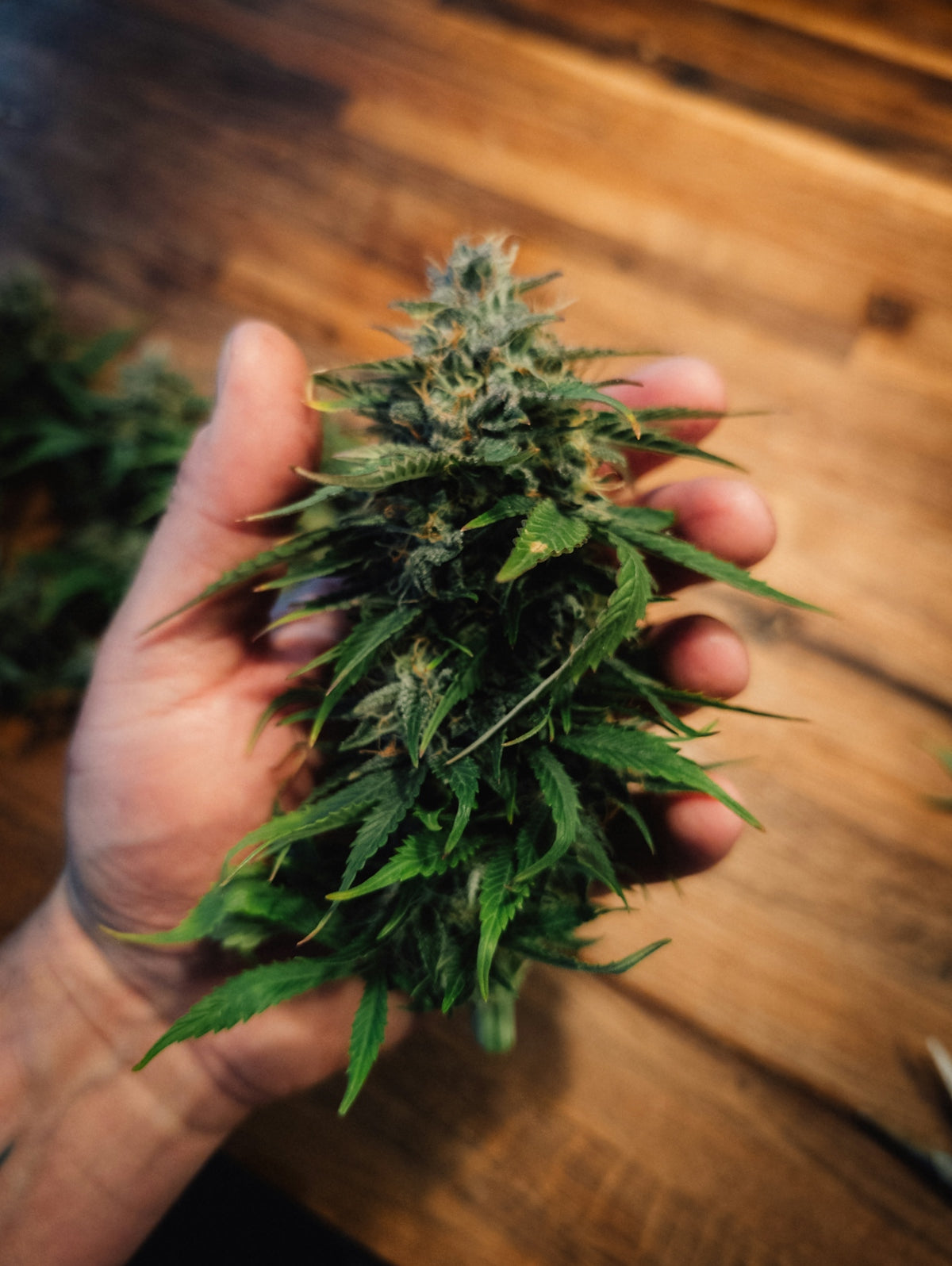 A hand holds a freshly harvested cannabis bud.