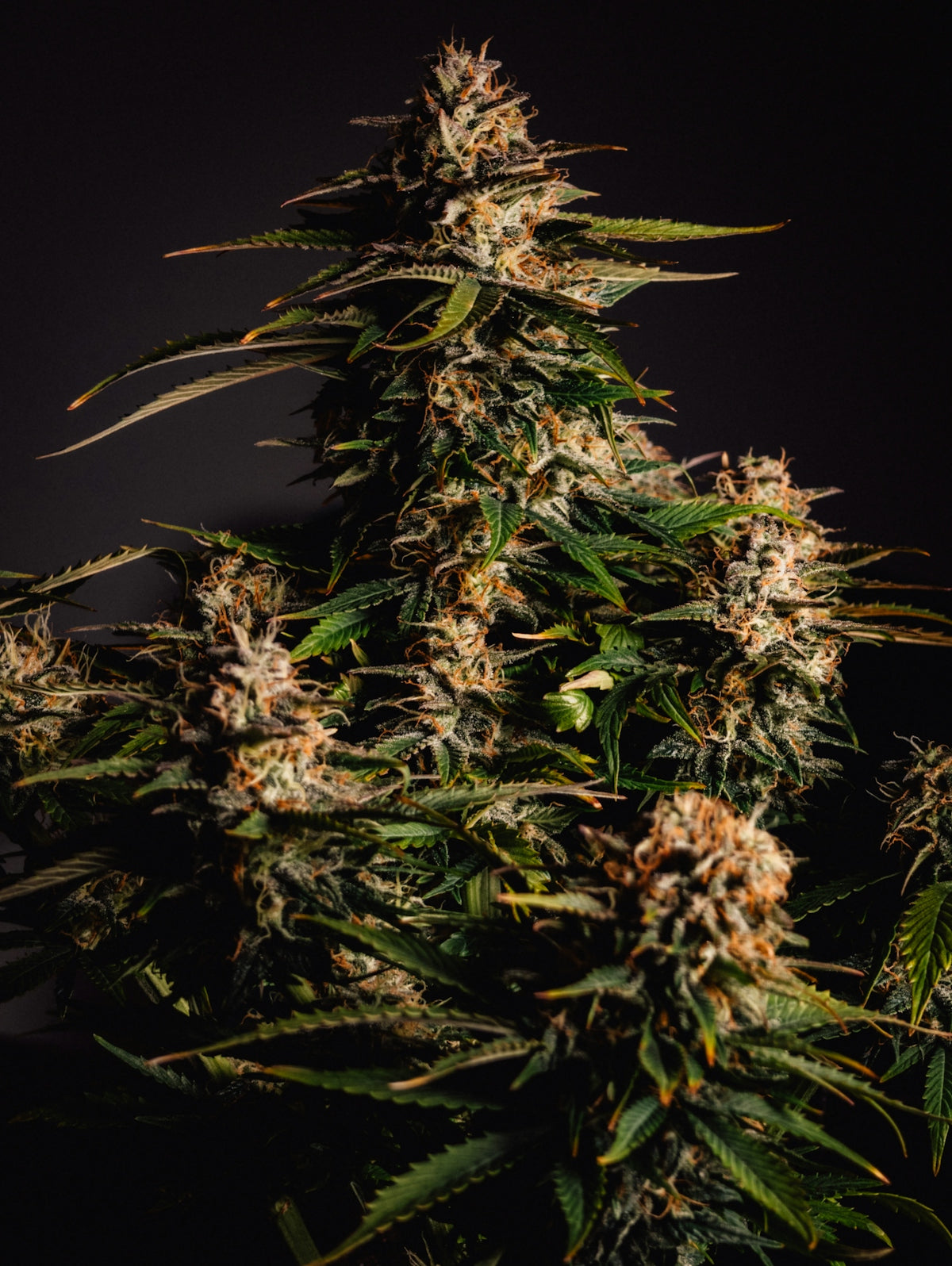 Close-up of a cannabis plant with dense buds