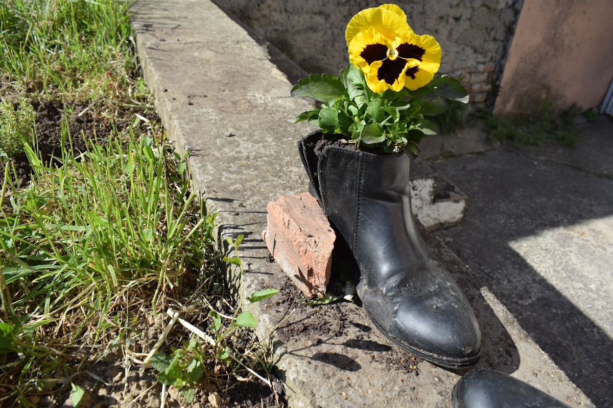 A yellow pansy growing from a black boot planter.