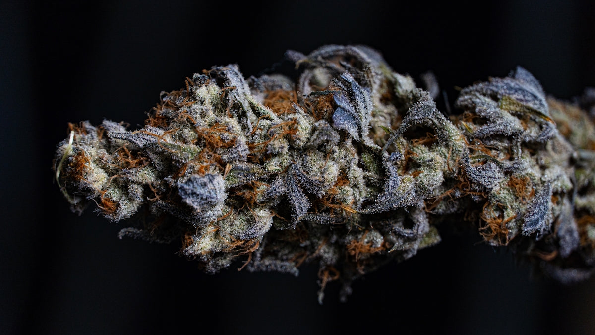 Dried cannabis bud with purple and orange hues.