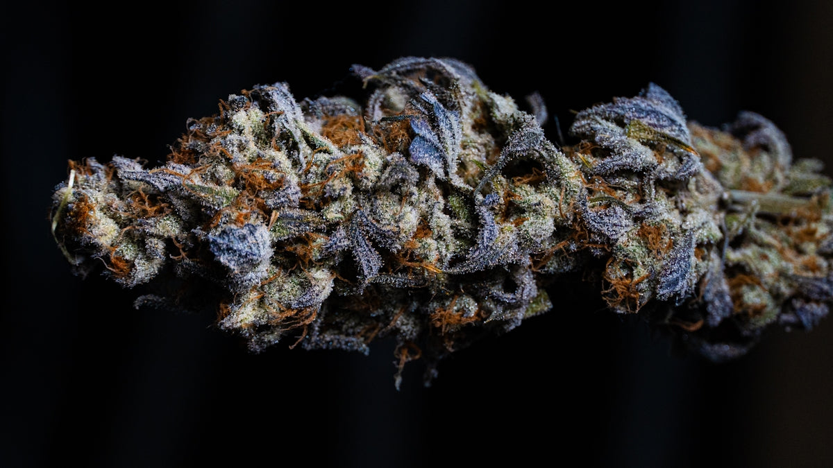 Purple and orange cannabis bud against a dark background.