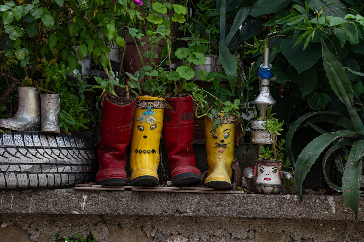 Colorful boots repurposed as planters with green foliage.