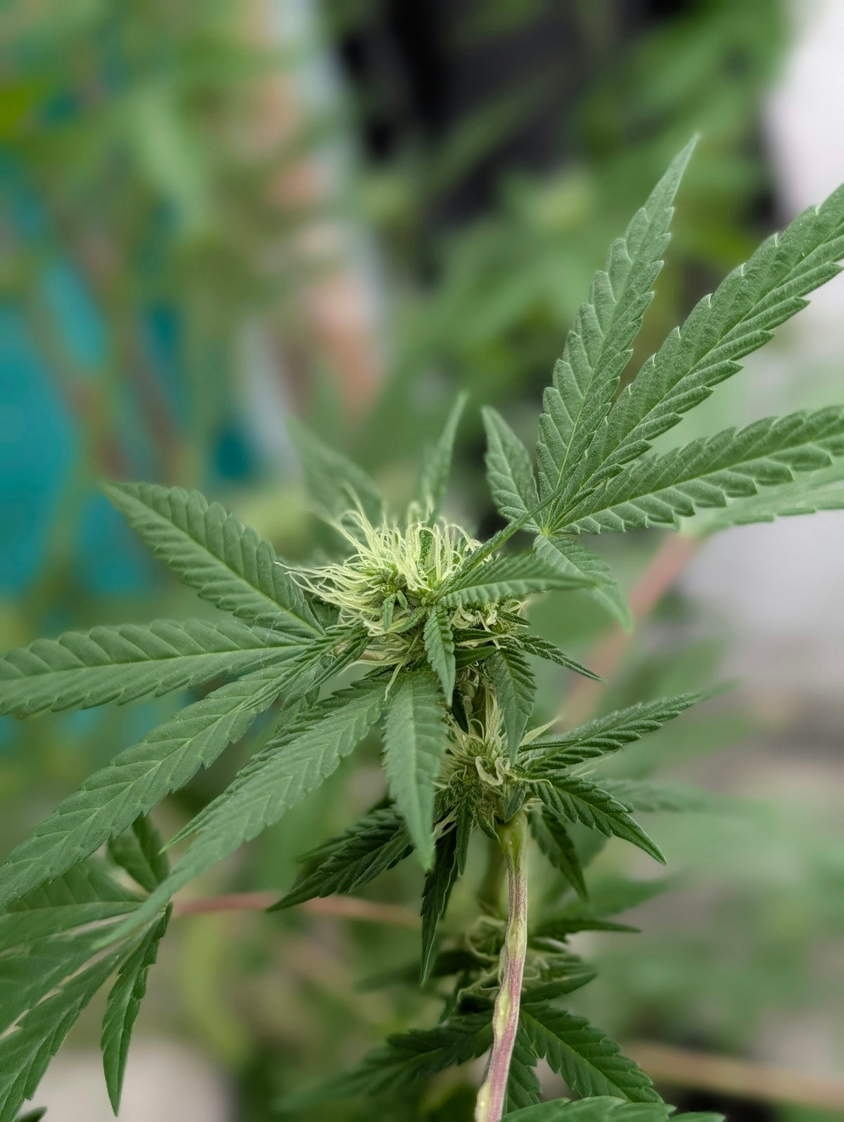 A cannabis plant with developing flowers and green leaves.