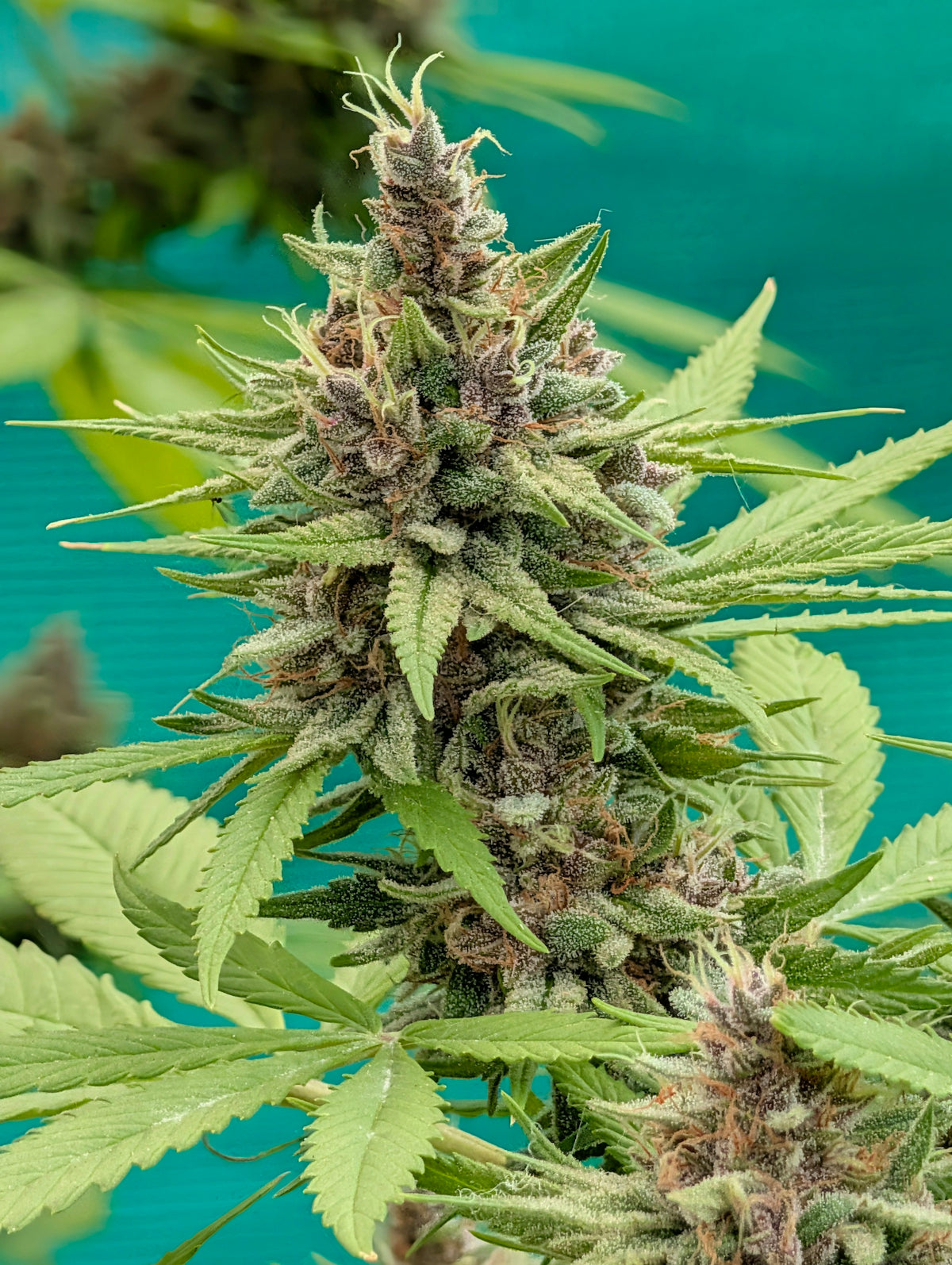 A cannabis plant bud with green leaves and purple hues.