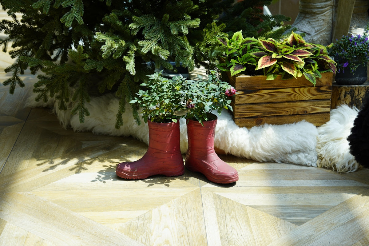 Red rain boots with green plants on a wooden floor.