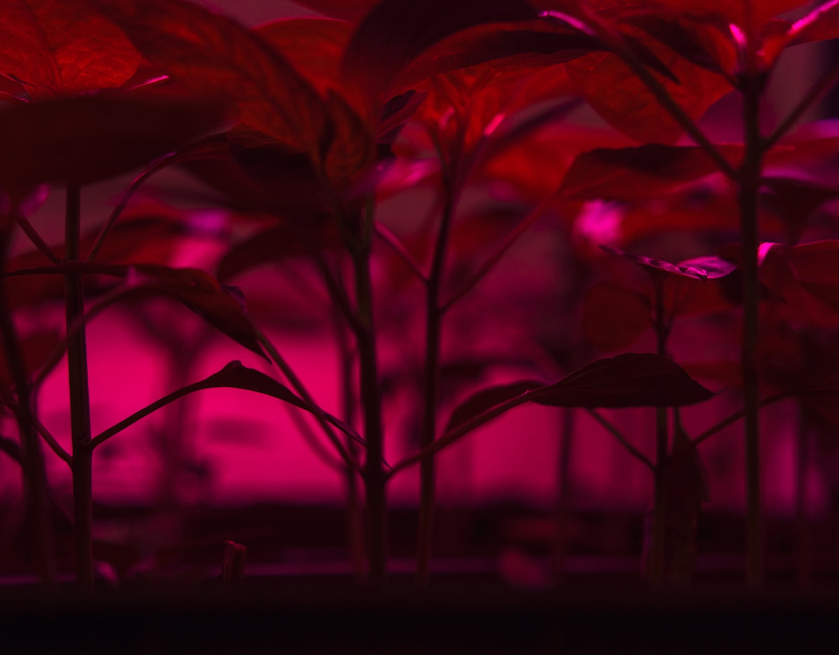 Green plants illuminated by bright pink grow lights.