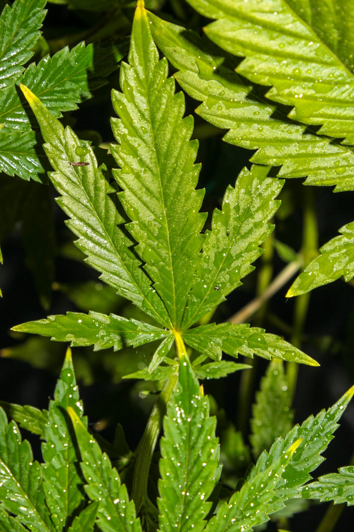 A cannabis leaf covered in water droplets.