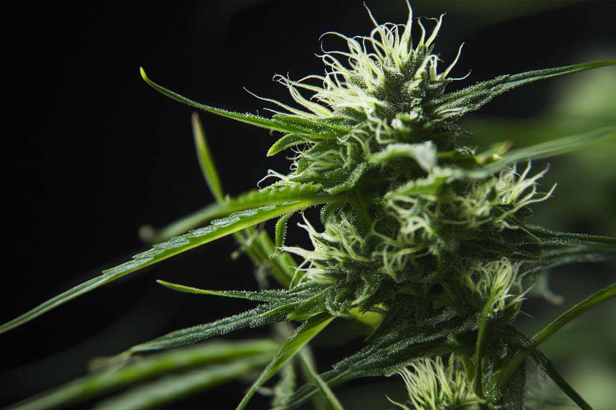 Pruning and Training Techniques for Increased Cannabis Production