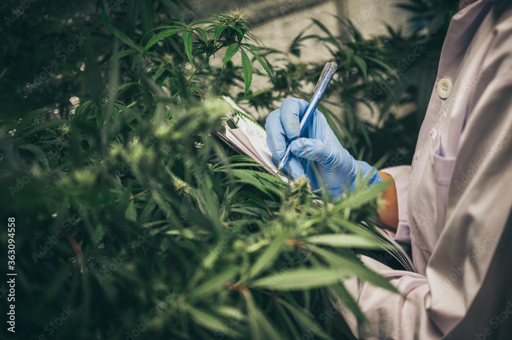 Scaling Your Cannabis Grow