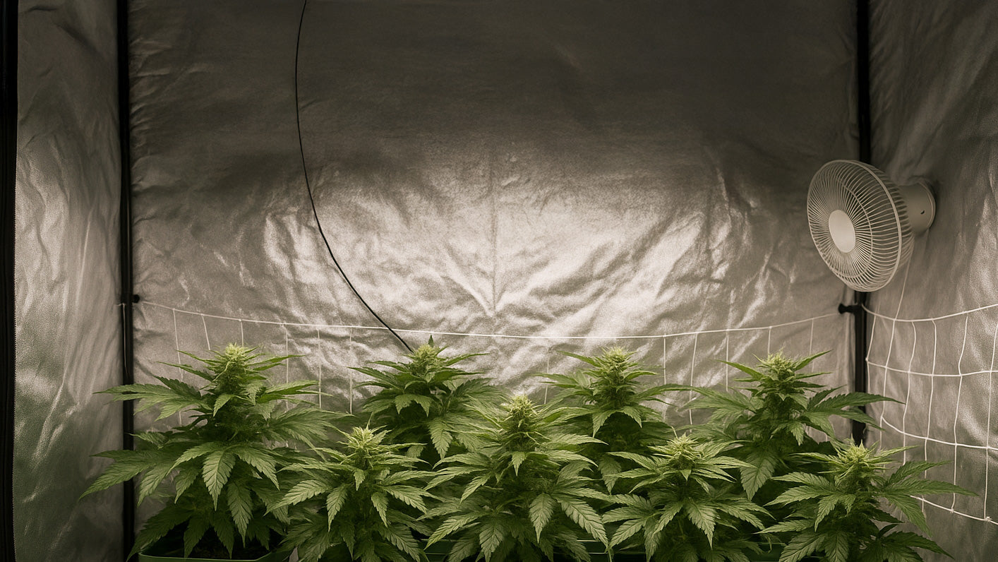 Grower Spotlight: From Spare Room to Pro-Level Bud