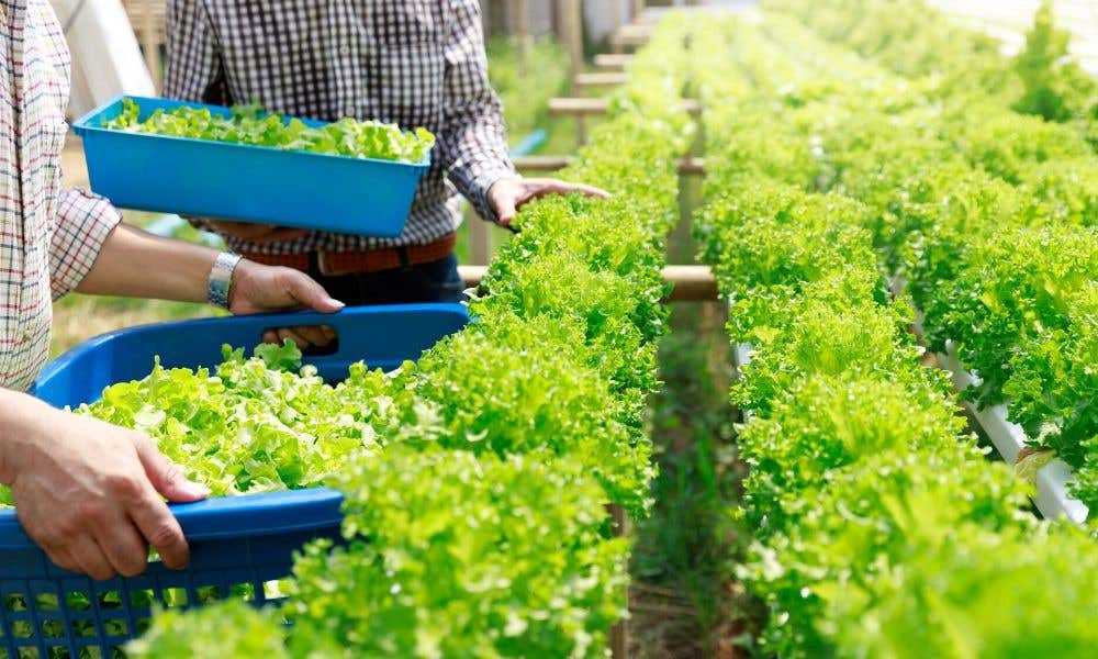 The Benefits of Hydroponic Farming