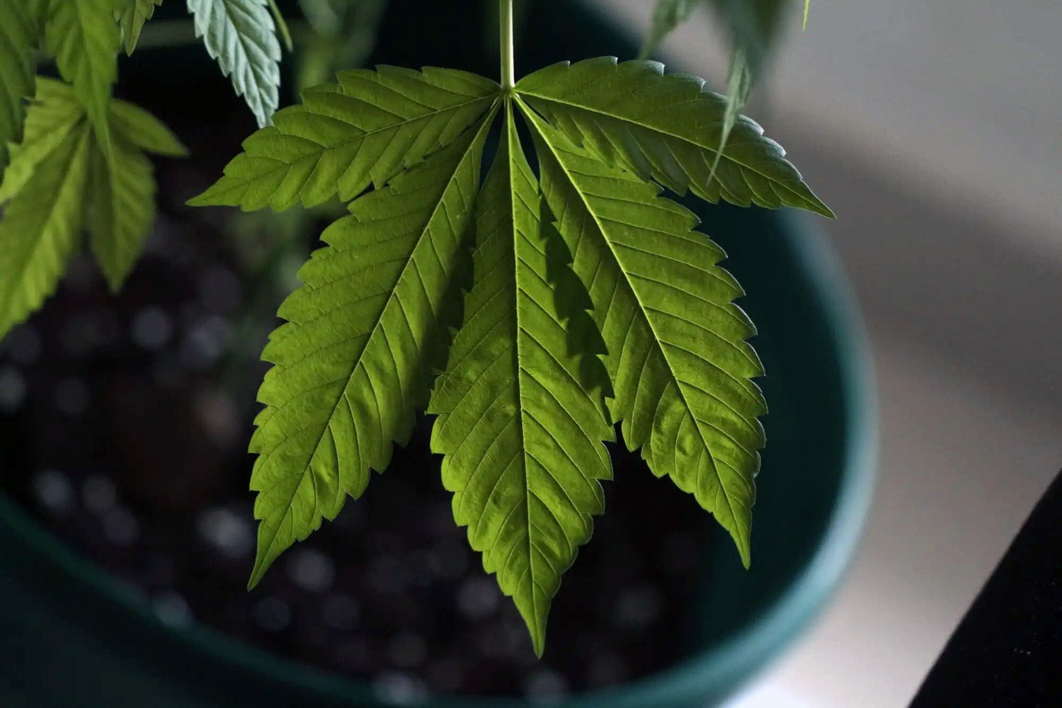 The Ultimate Guide to Cannabis Cultivation Tips for Beginners