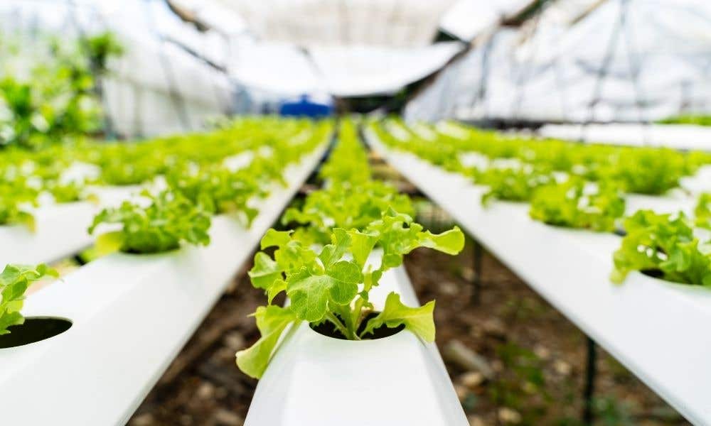 Symptoms of Nutrient Deficiency and Toxicity in Hydroponics