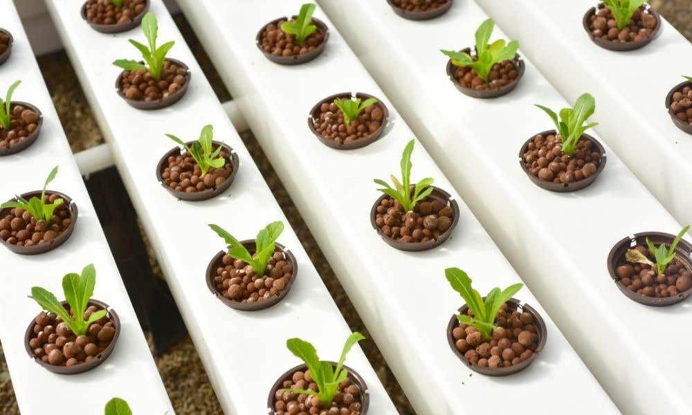 A Basic Guide to Seed Starting for Hydroponics