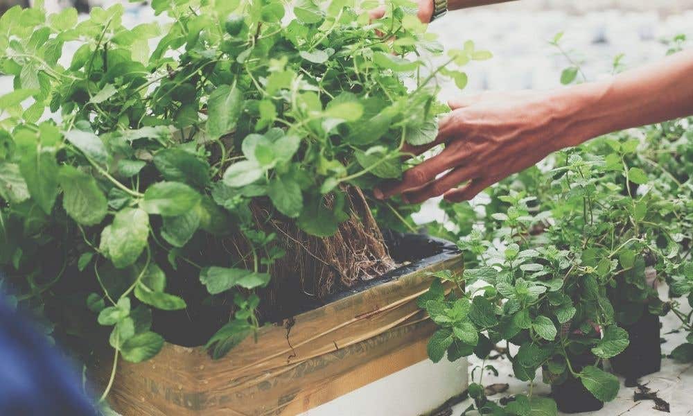 How To Save Your Hydroponic Garden From Root Rot