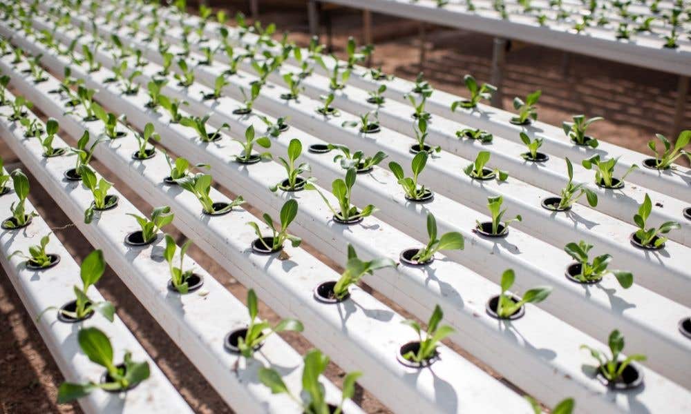 How to Choose the Right Hydroponic System