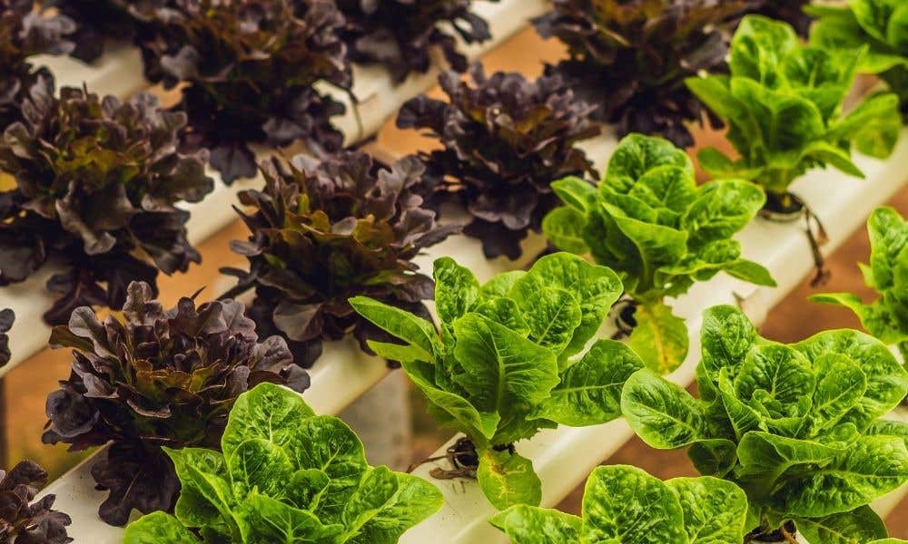 Equipment You Need for Hydroponics