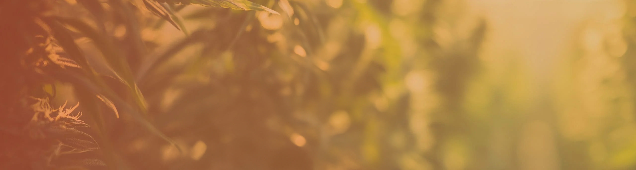 plants in warm light